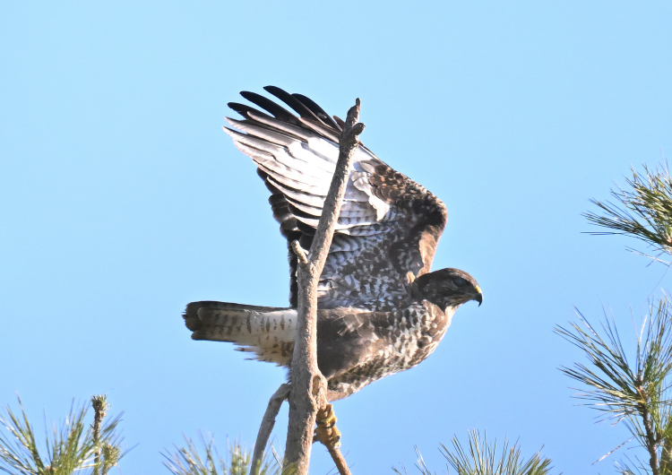 Buse variable Photo Jean-Louis JALLA